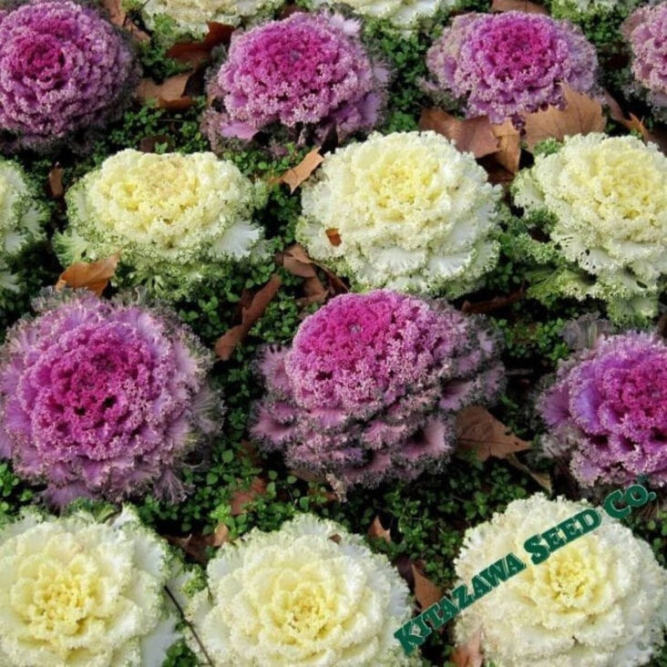 Flowering Cabbage Seeds - Osaka Series | Hybrid Flower Garden Seeds