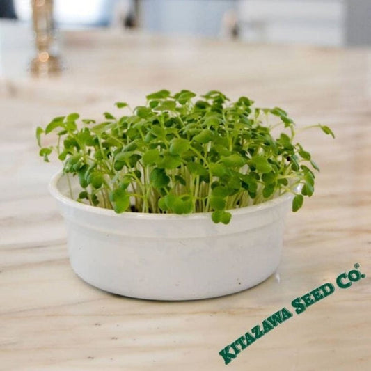 Mustard Spicy Oriental Seed