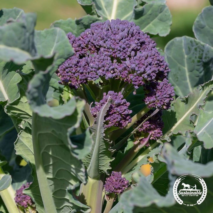 Organic Purple Sprouting Broccoli Seeds | Sprouts & Garden Vegetable