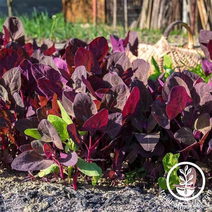 Heirloom Purple Orach Garden Seeds | Non-GMO Vegetable Gardening Seed
