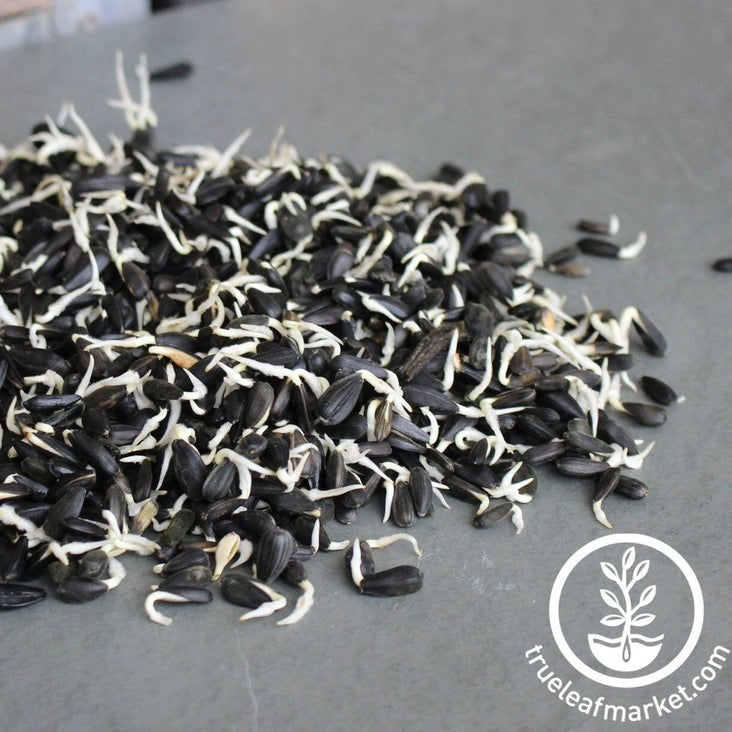 Organic Sunflower Seeds: Sun Flower Seed for Sprouting