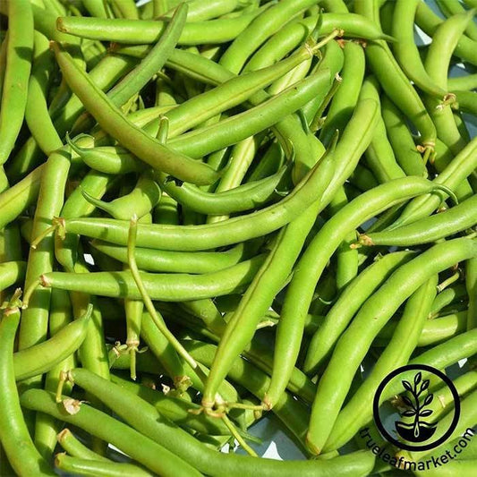 Heirloom, Treated Provider Bush Bean Garden Seeds by MVSeeds.com