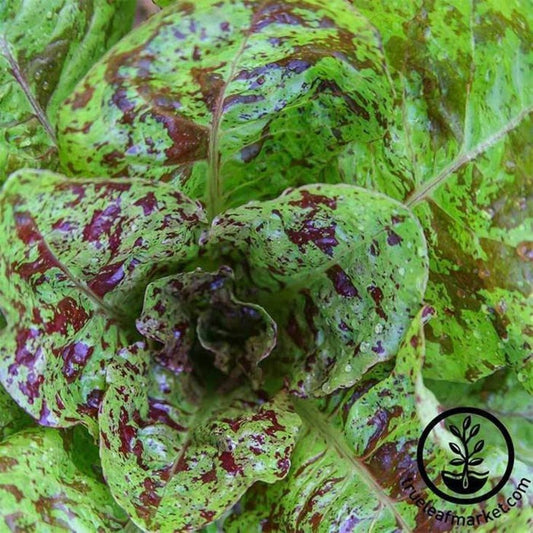 Romaine Lettuce Garden Seeds -Freckles | Heirloom, Non-GMO Garden Seed