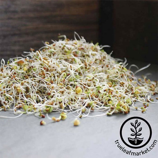 Certified Organic Sprouting Seed: 3 Part Sprout Salad Mix - Sprouts