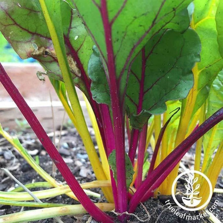 Swiss Chard Garden Seeds | Rainbow Mixture - Heirloom & Non-GMO