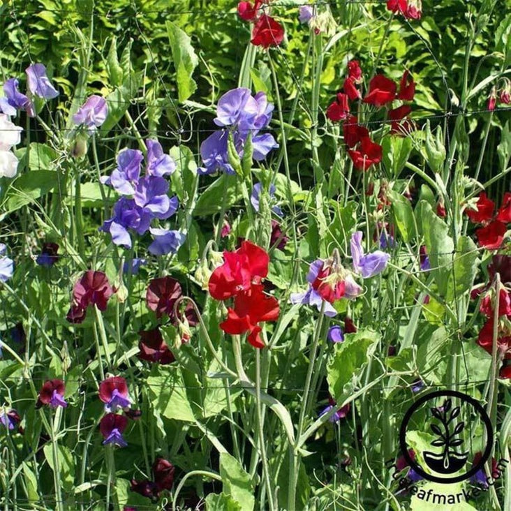 Sweet Pea Flower Seeds - Royal Family Mixture | Flowers & Wildflowers