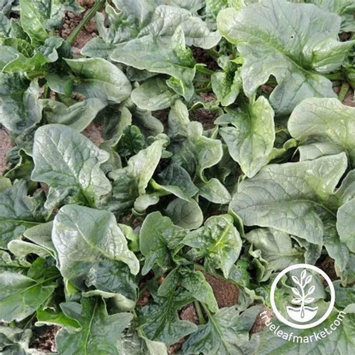 Spinach Viroflay Seeds | Garden Seeds Online