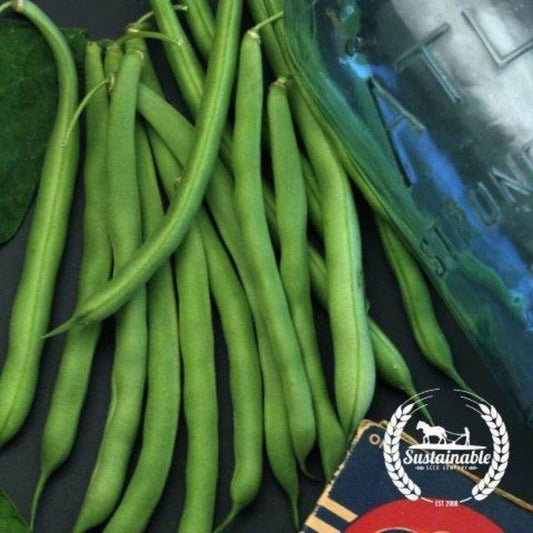 Organic Blue Lake Bush Bean Garden Seeds - Wholesale Prices