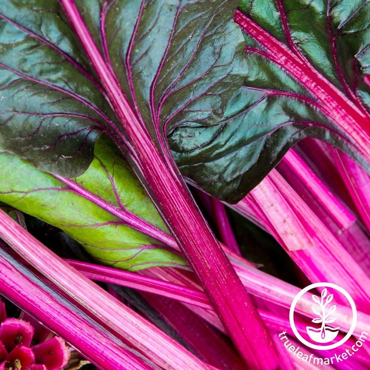 Swiss Chard Seed | Pink Lipstick - Vegetable Gardening Seeds