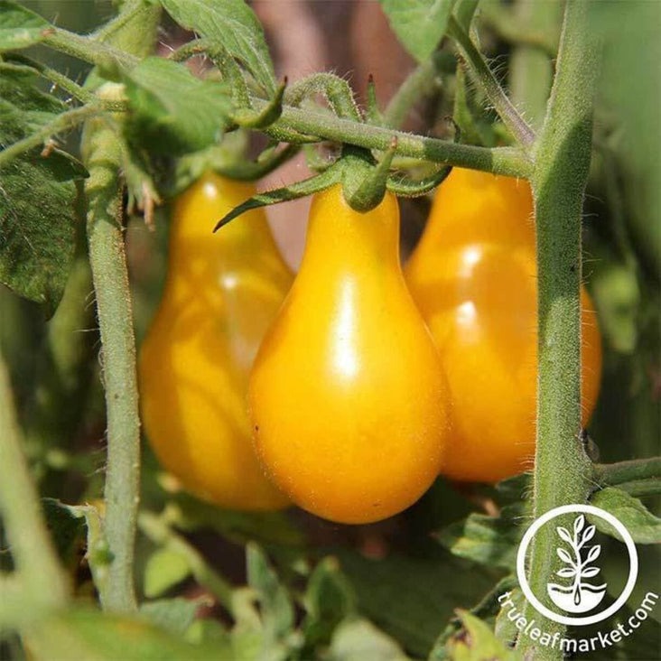 Non-GMO Yellow Pear Tomato Seeds | Heirloom Tomato Seed