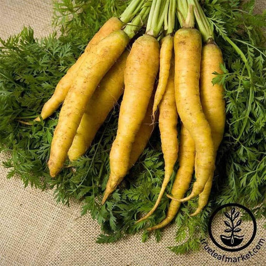 Heirloom Yellow Carrot Garden Seeds | Non-GMO Vegetable Gardening Seed