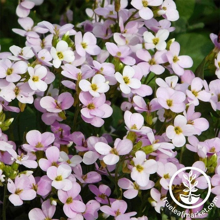 Arabis Flower Seeds- Compinkie | AKA: Pink Wall Cress, Arendsii Pinkie