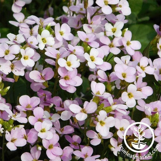 Arabis Flower Seeds- Compinkie | AKA: Pink Wall Cress, Arendsii Pinkie