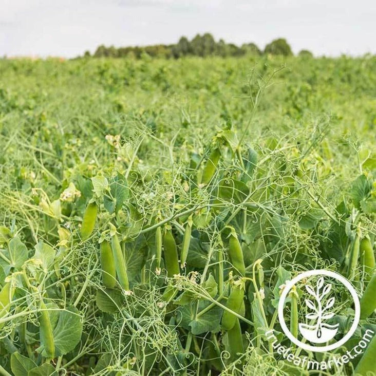 Dundale Pea Cover Crop Seeds - Farm & Garden Dun Pea Seeds - Free S&H