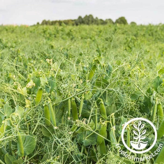Dundale Pea Cover Crop Seeds - Farm & Garden Dun Pea Seeds - Free S&H