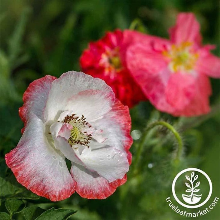 Shirley Poppy | Double Mixture