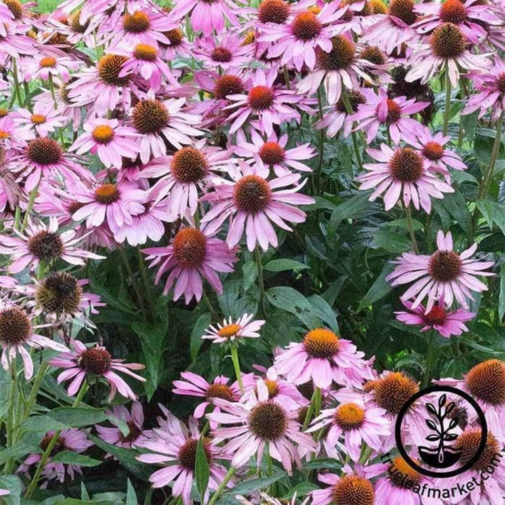 Echinacea Seeds - Bravado | Echinacea purpurea - Open Pollinated Seeds