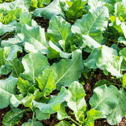 Non-GMO Premier Kale | Vegetable Garden Seed