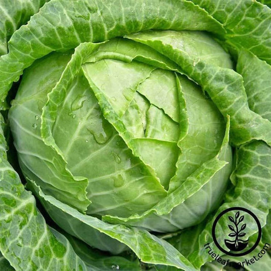 Heirloom, Non-GMO Danish Ballhead Cabbage Seeds | Vegetable Gardening
