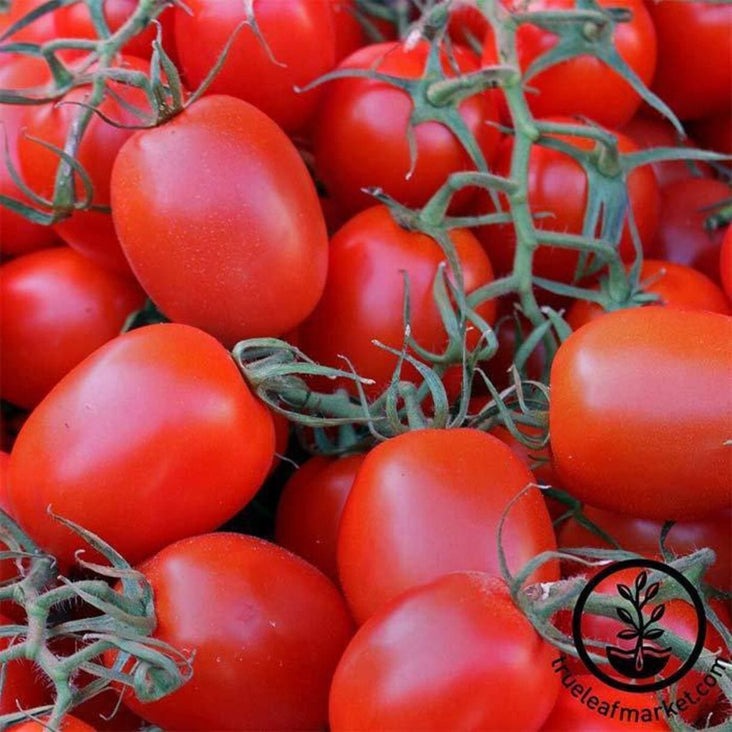 Tomato Seed | Rio Grande