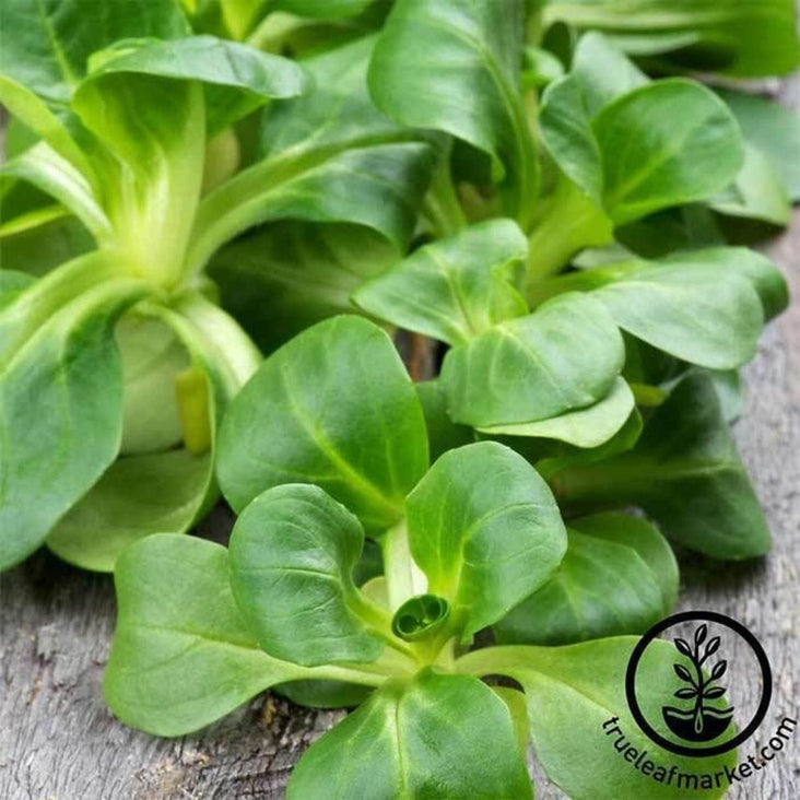 Corn Salad (Mache) Seeds - Dutch Broad Leaved | Specialty Salad Greens