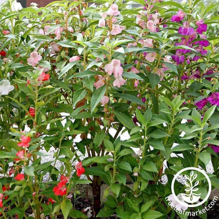 Balsam Flower Garden Seeds - Colors Mix | AKA: Garden or Rose Balsam
