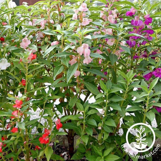 Balsam Flower Garden Seeds - Colors Mix | AKA: Garden or Rose Balsam