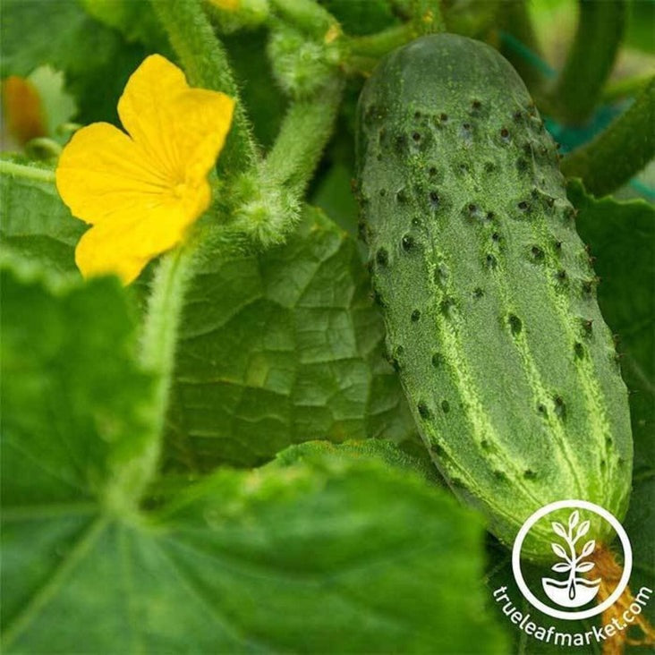Heirloom Cucumber Seeds - Pickling Bush Pickle | Buy Non-GMO Seeds
