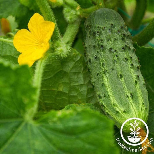 Heirloom Cucumber Seeds - Pickling Bush Pickle | Buy Non-GMO Seeds