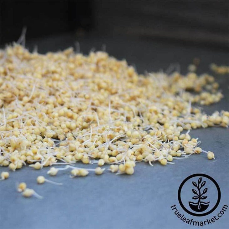 Organic Whole Millet Seeds - Husk Intact - Sprouting & Grain Seeds