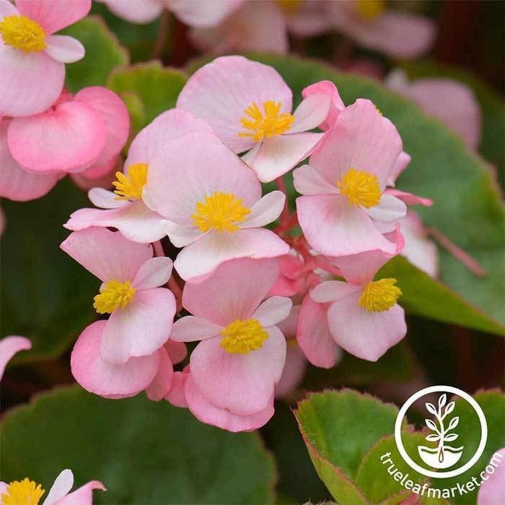 Fibrous Begonia Seeds - Cocktail Series | Annual Hybrid Pelleted Seeds