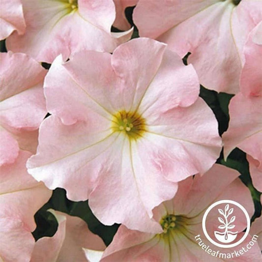 Petunia Flower Seeds - Dreams Series (pelleted) | Annual, Hybrid Seed