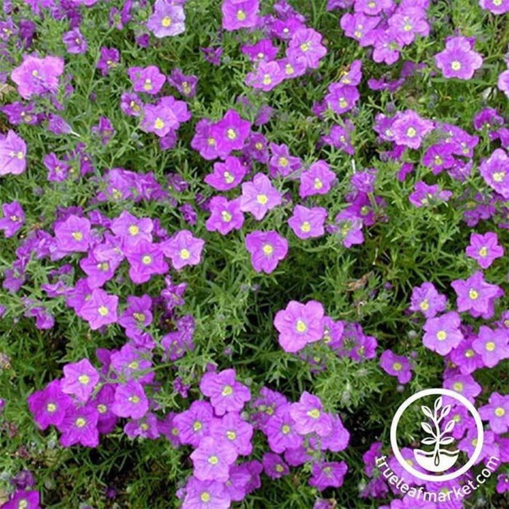 Purple Nierembergia Flower Seeds -Robe Series | Purple Robe, Cupflower