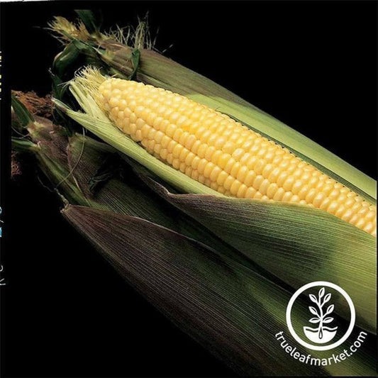 Kandy Korn Hybrid Corn Seeds | Farm & Garden - Bulk Wholesale Avail