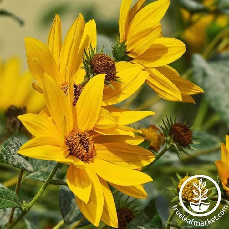 Sunflower Seed | Maximilian
