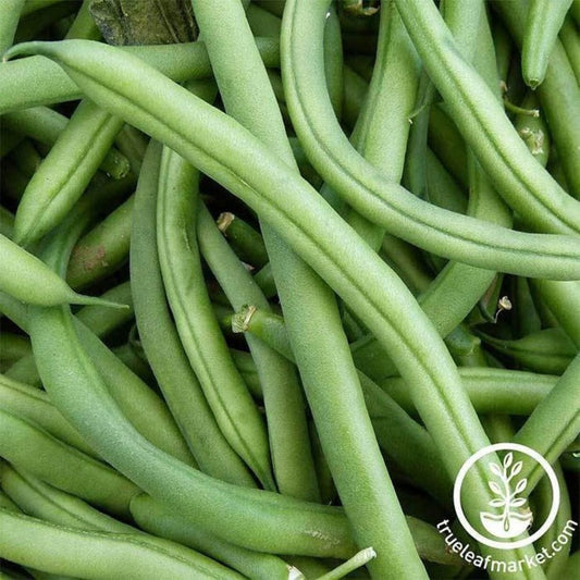 Treated Blue Lake FM1K Seed | Garden Vegetable Seeds