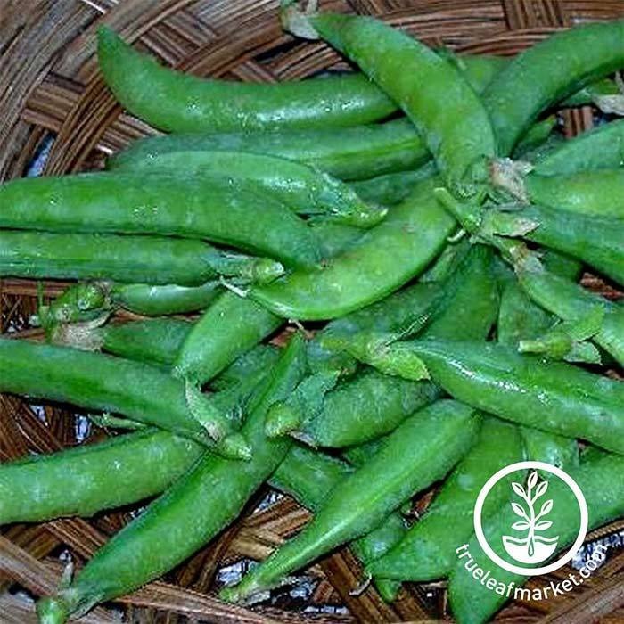 Garden Seeds: Sugar Daddy Snap Peas by MV Seeds