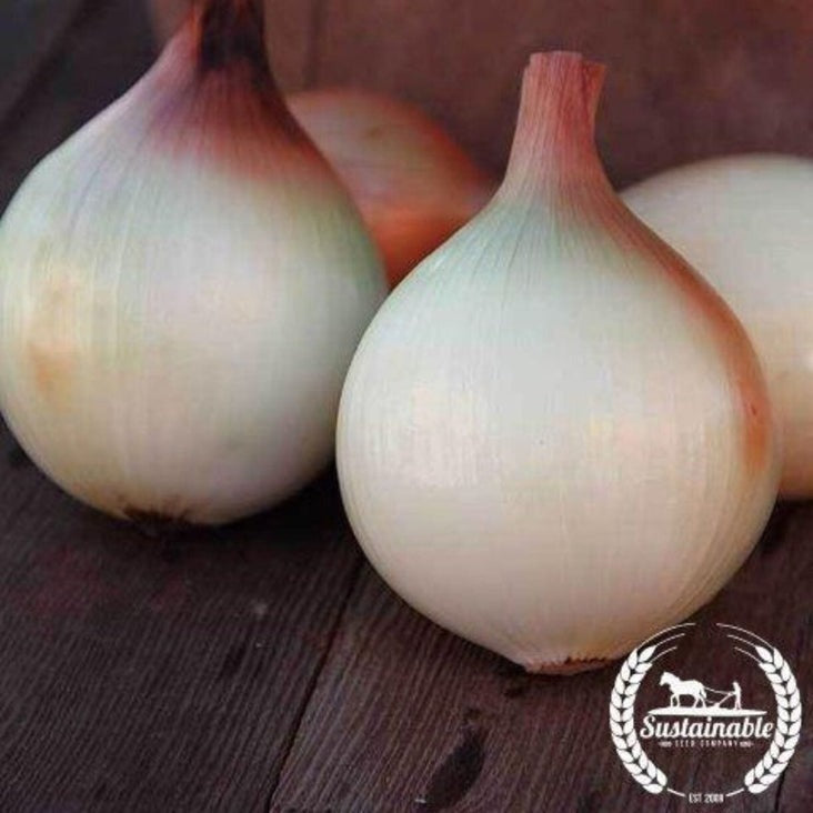 Organic Onion Seeds - Walla Walla | Non-GMO Vegetable Gardening Seeds