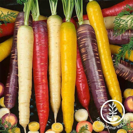 Carrot Vegetable Garden Seeds | Rainbow Blend - Non-GMO & Heirloom