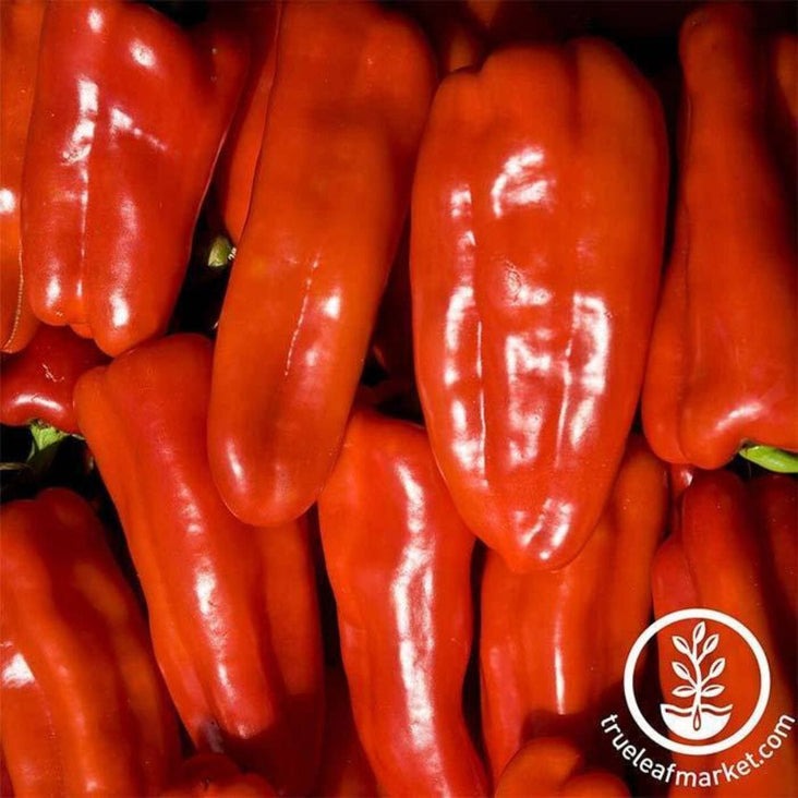 Sweet Pepper Garden Seeds - Gypsy Hybrid