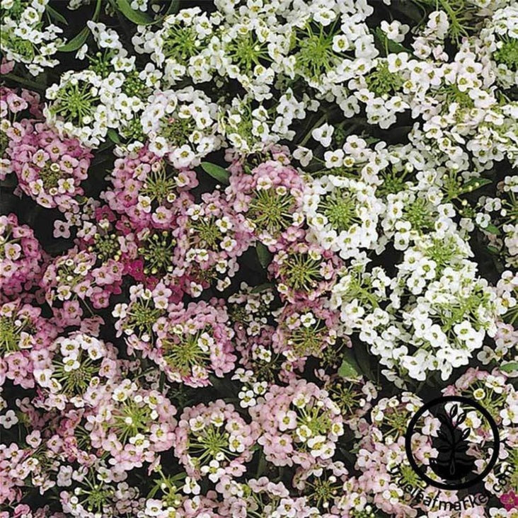 Alyssum Flower Gardening Seeds - Easter Bonnet | Multi-Seed Pellets