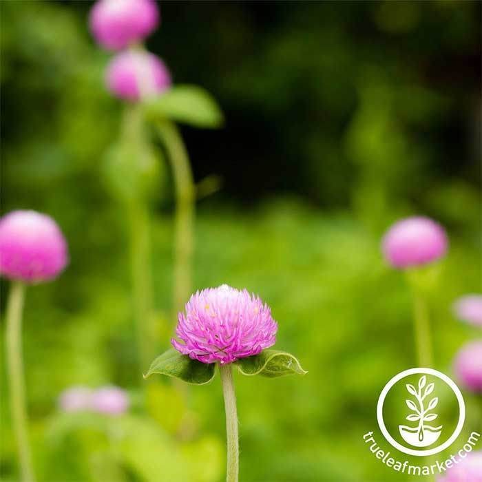 White Gomphrena Flower Garden Seeds - Gnome Series | Gomphrena globosa