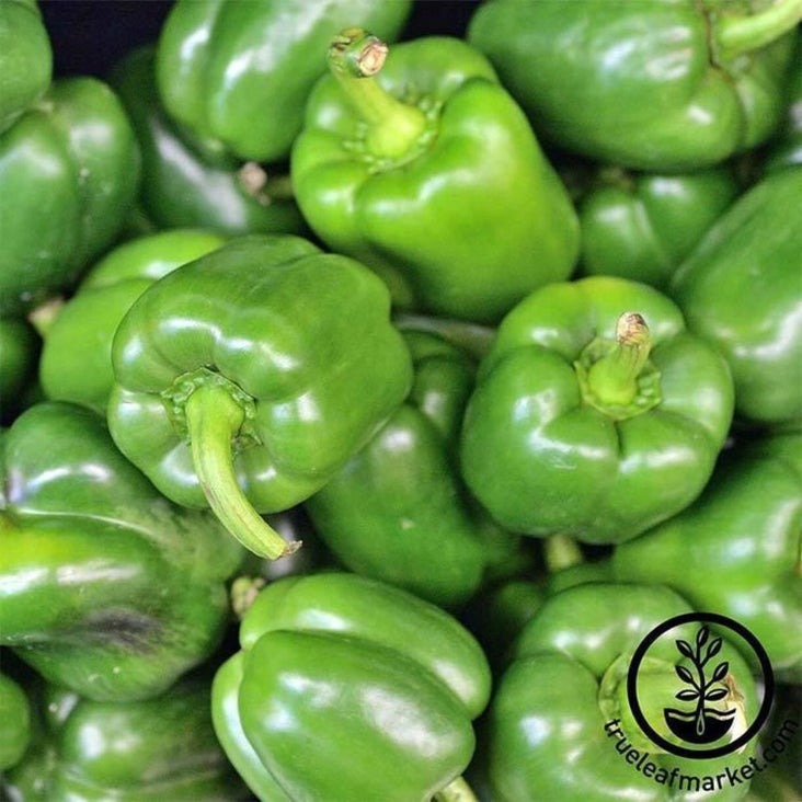 California Wonder 300 TMR Sweet Pepper Garden Seeds | Non-GMO Heirloom