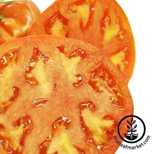 Heirloom Tomato Seeds - Hamson (DX-52-12) | Buy Non-GMO Garden Seeds