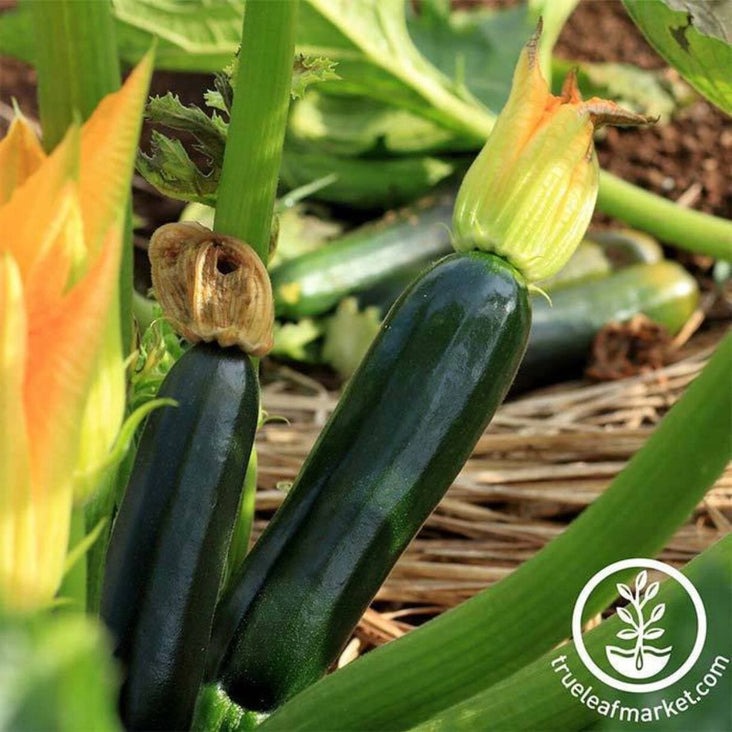 Zucchini Squash Garden Seeds - Black Beauty | Heirloom, Non-GMO Seeds