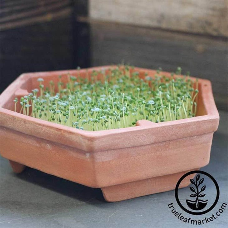 Organic Chia Seeds: Black Chia Sprouting Seed | Growing Chia