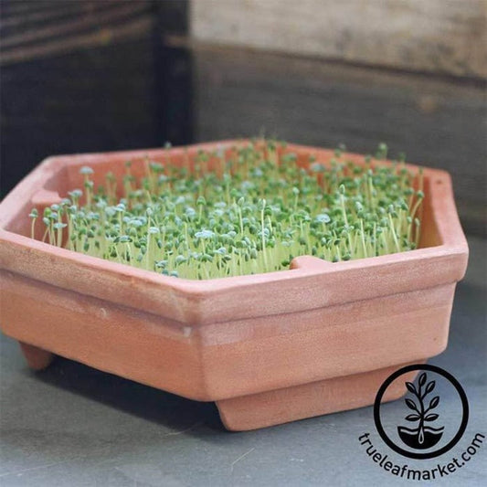 Organic Chia Seeds: Black Chia Sprouting Seed | Growing Chia