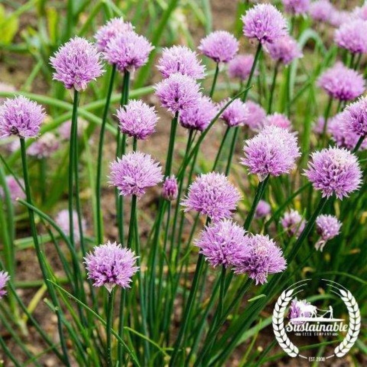 Non-GMO Organic Chives Seeds | Buy Herb Garden & Microgreens Seeds
