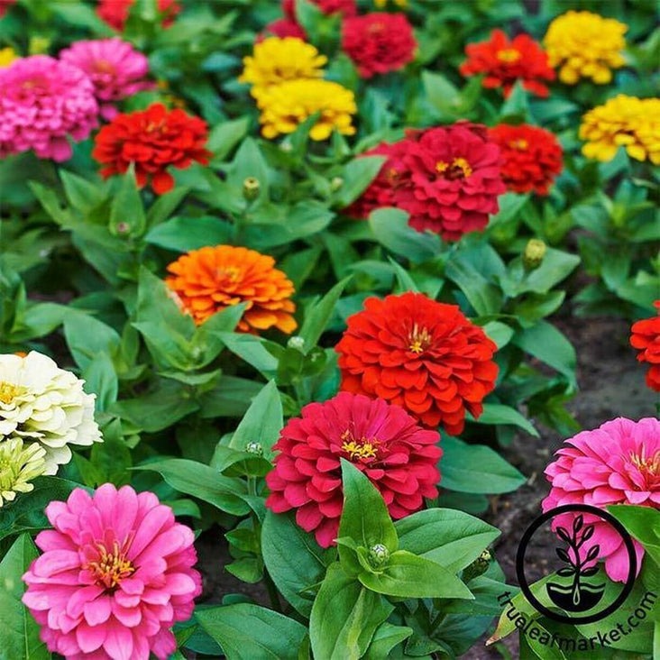 Zinnia Flower Seeds | Dahlia Flowered Seed Mix Colors - Zinnia elegans