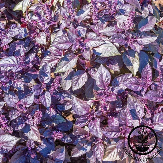 Non-GMO Basil Dark Opal | Buy Purple Basil Herb & Microgreens Seeds
